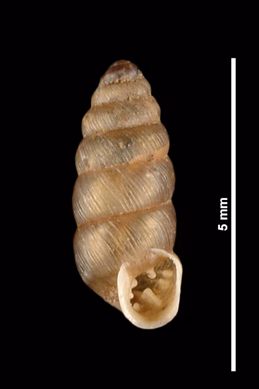 Granopupa granum