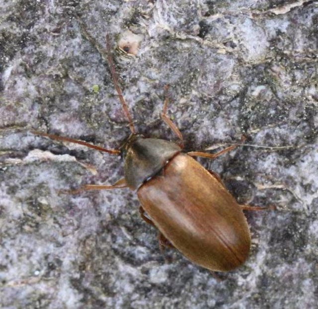 Isomira murina