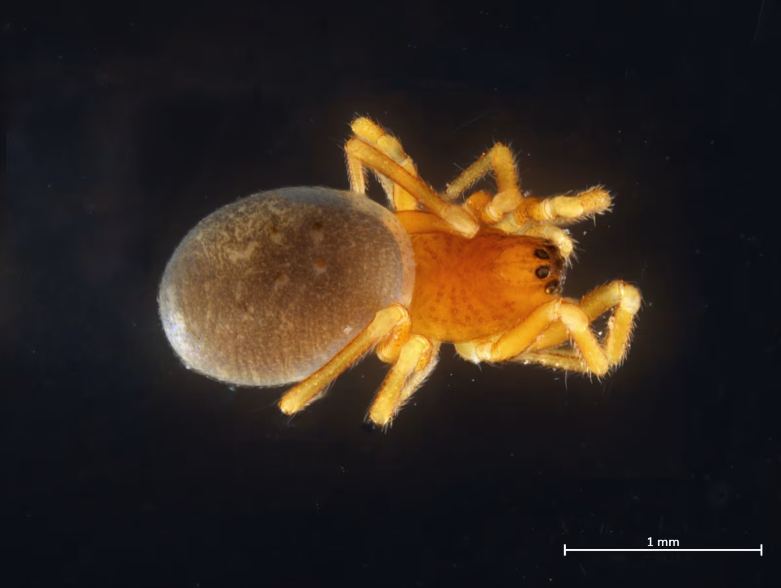 Pelecopsis digitulus