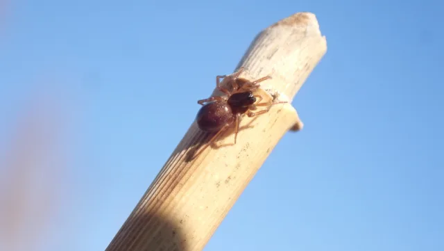 Gnathonarium dentatum