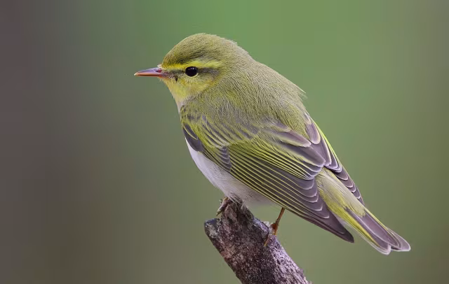 Luì verde