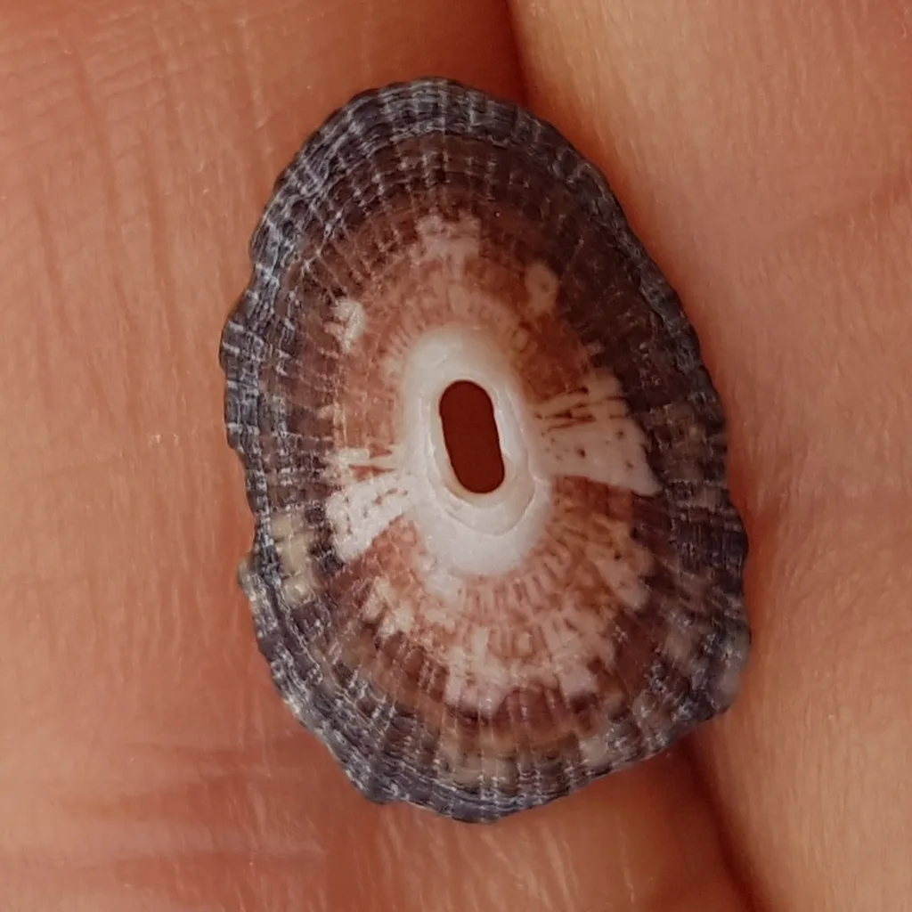 Cloudy Keyhole Limpet