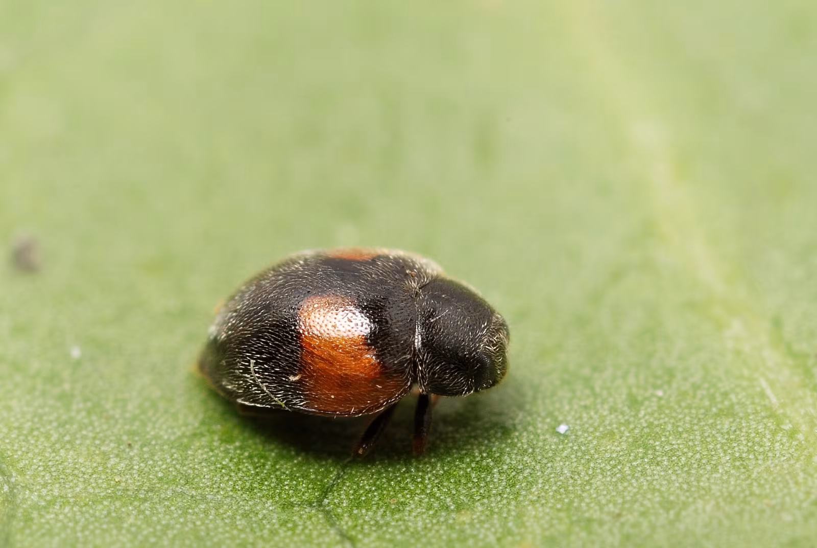 Scymnus interruptus