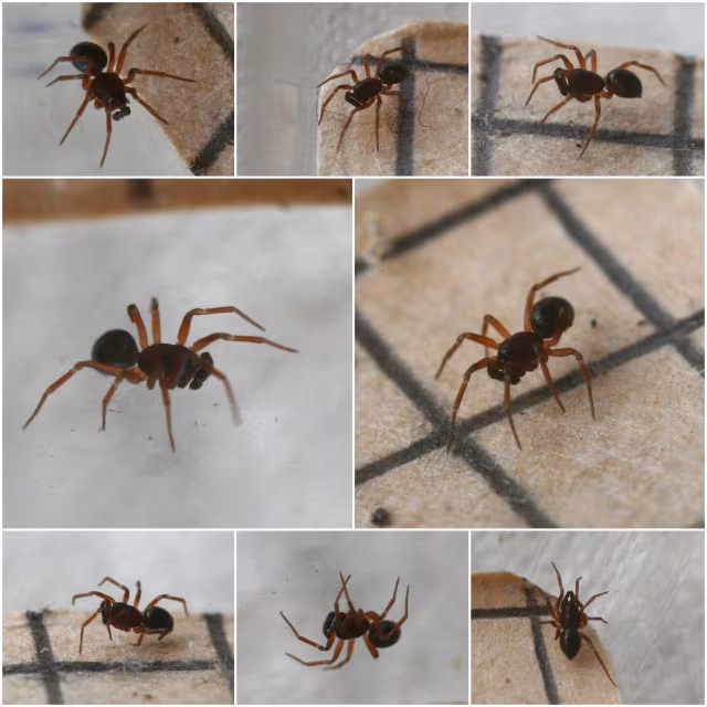 Tiso vagans