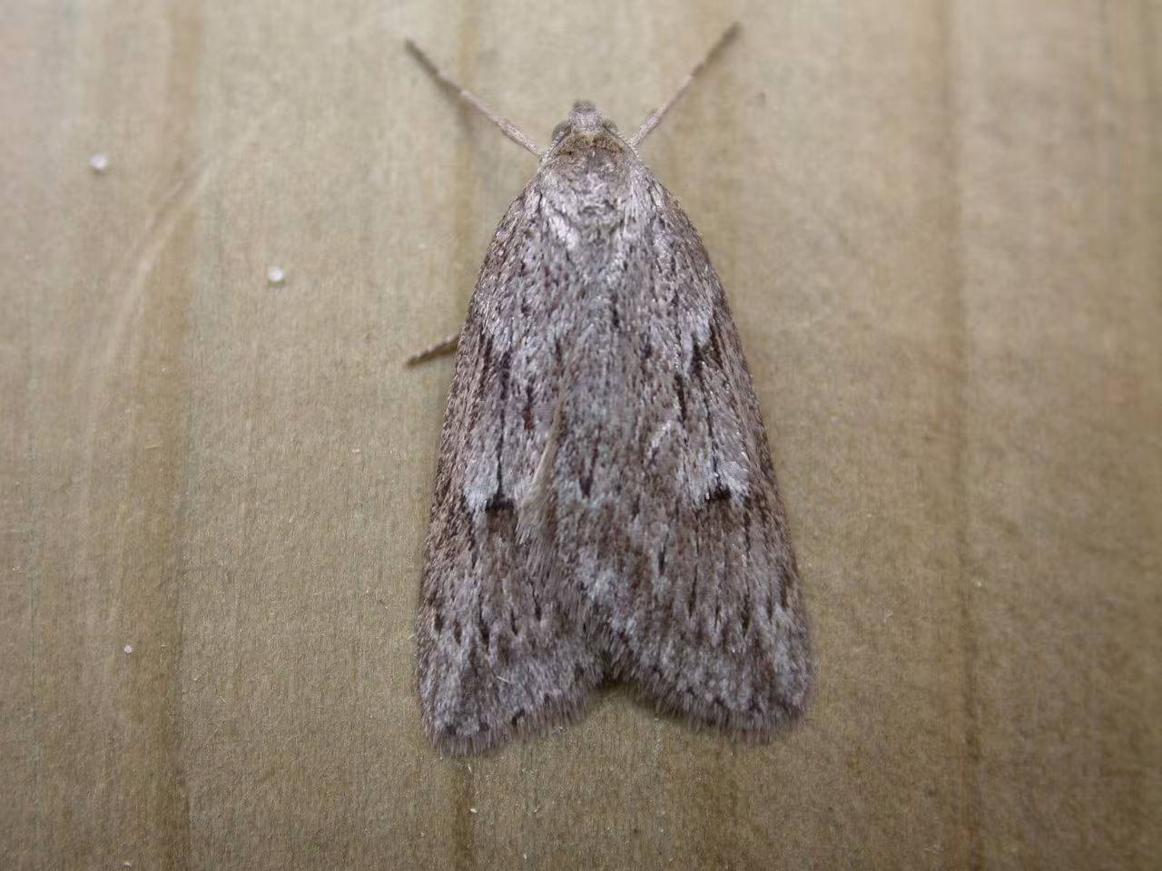 Pachycnemia hippocastanaria