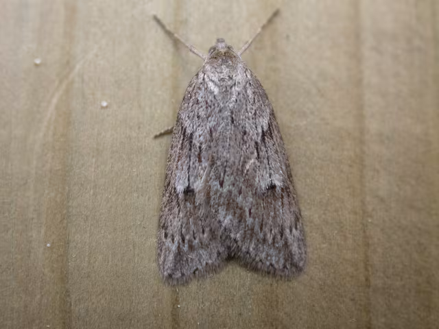 Pachycnemia hippocastanaria