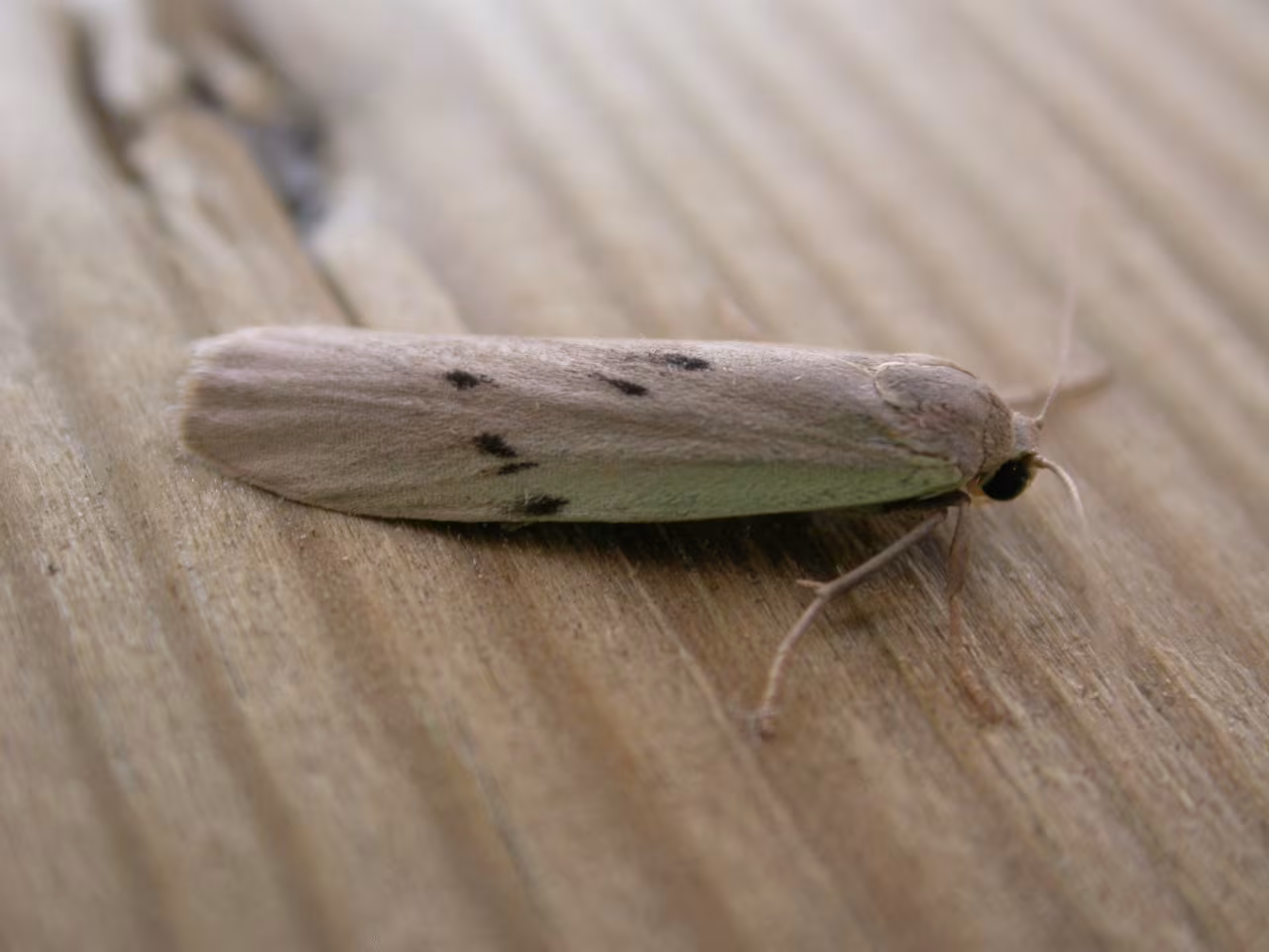 Pelosia muscerda