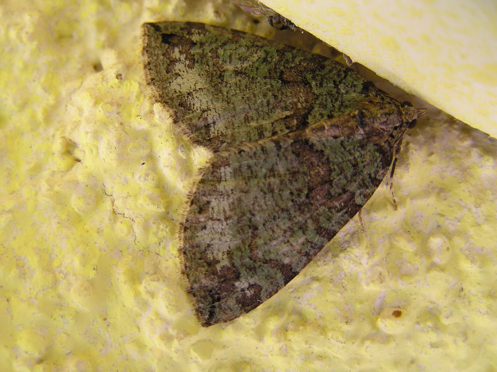Hydriomena furcata