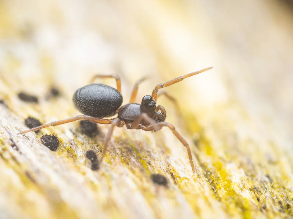 Trichopterna cito