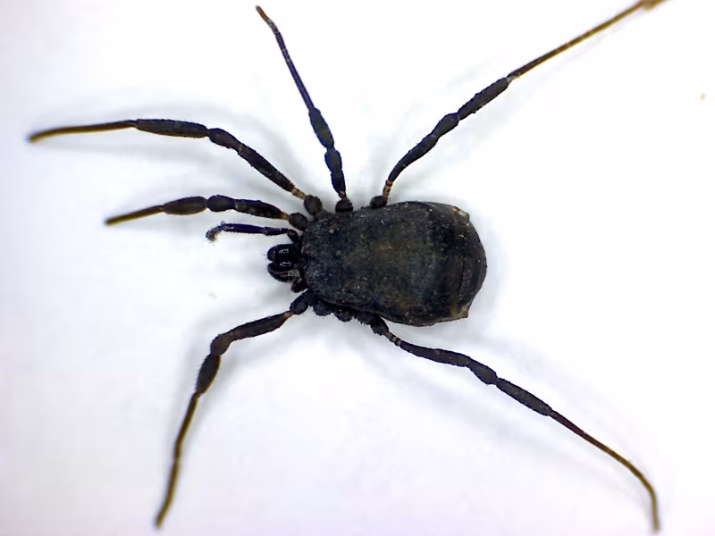Nemastoma dentigerum