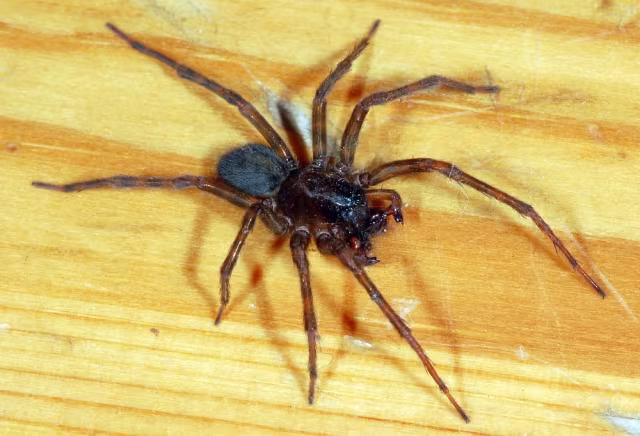 Amaurobius ferox