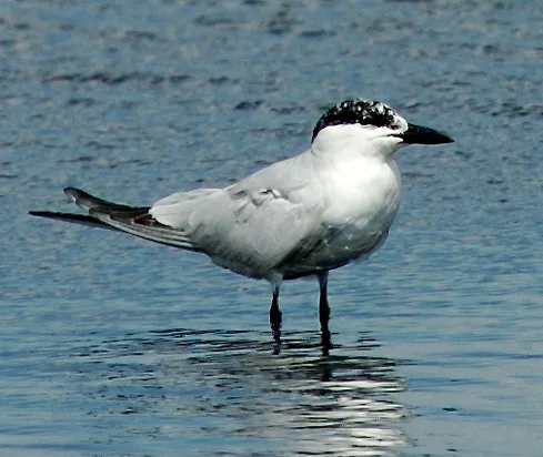 Sterna zampenere