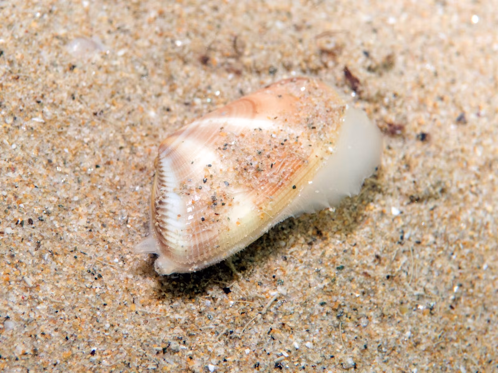 Arsella striata