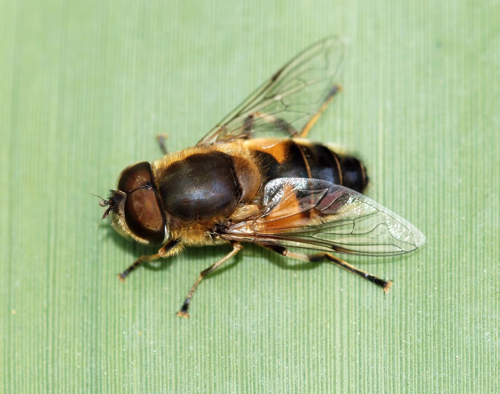 Eristalis similis