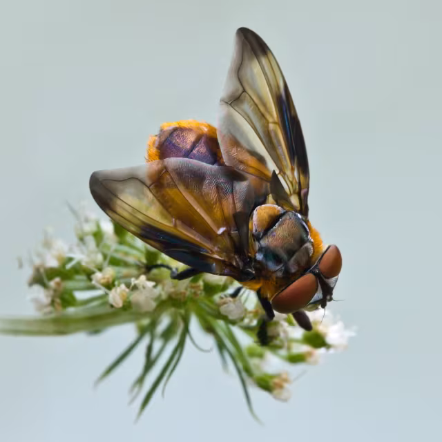 Phasia hemiptera