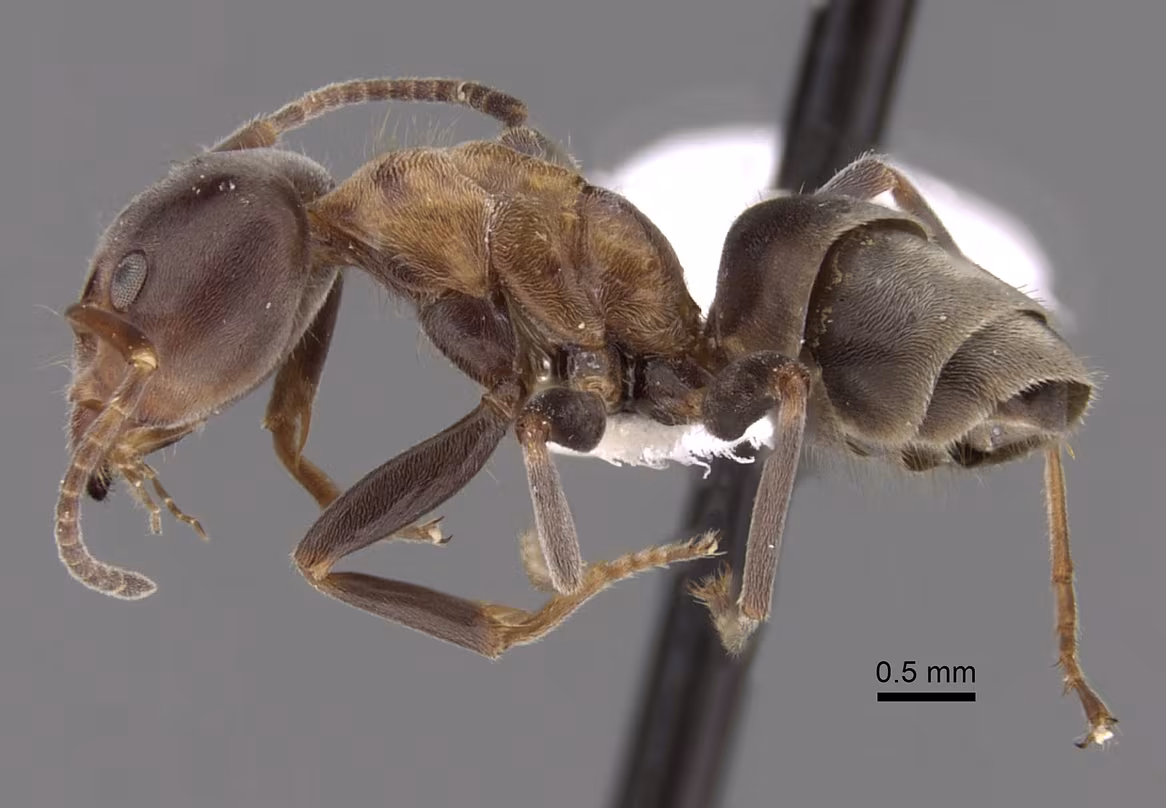 Liometopum microcephalum