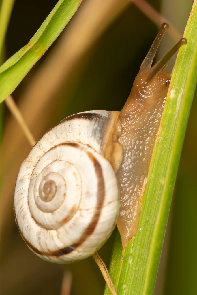 Xerolenta obvia