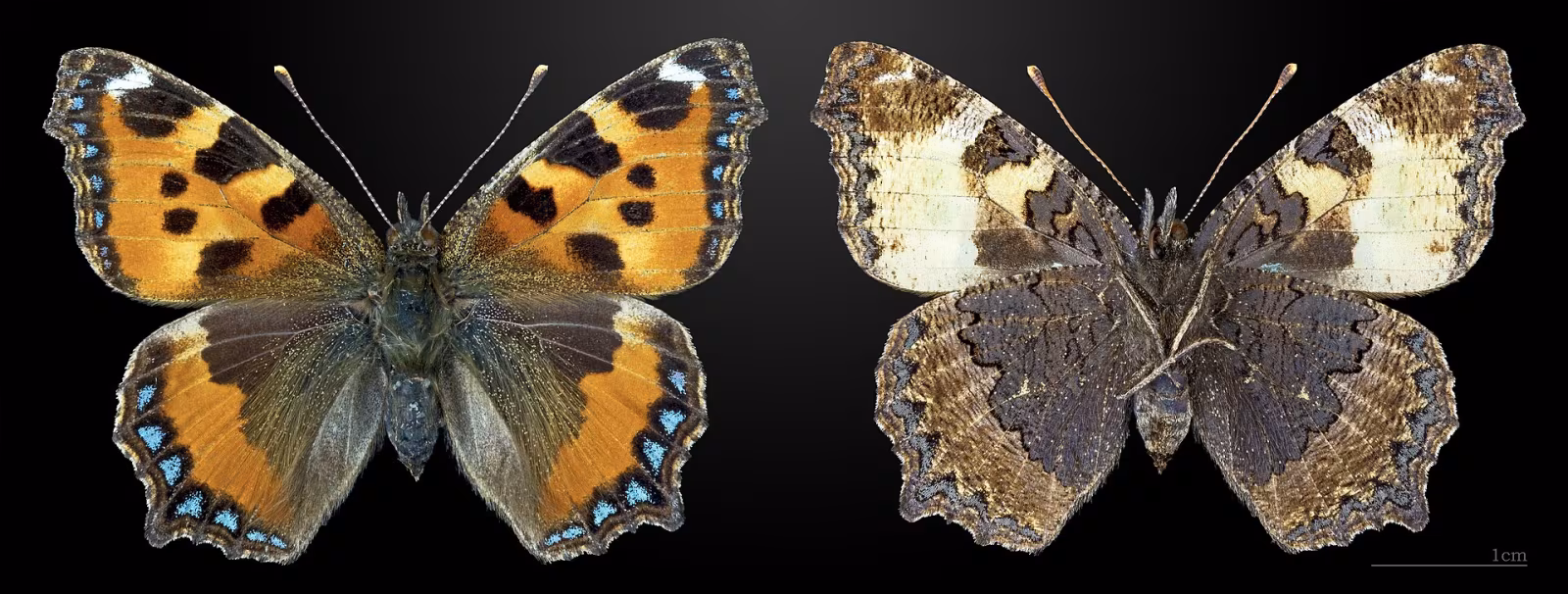 Vanessa dell'ortica