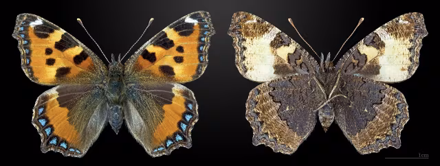 Vanessa dell'ortica