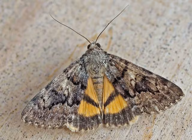 Falena dal sottoala arancione