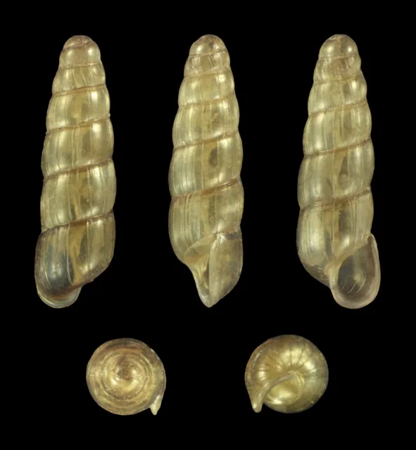 Acicula lineolata