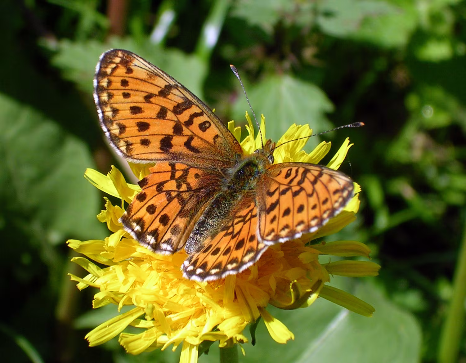 Pearl-bordered Fritillary