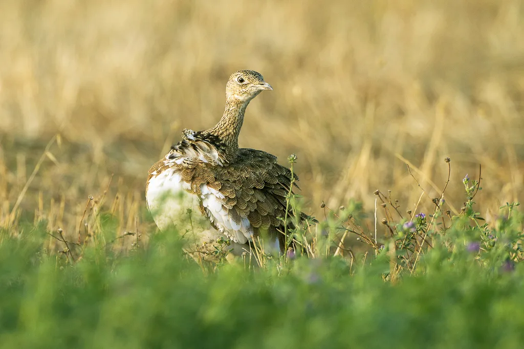 Gallina prataiola