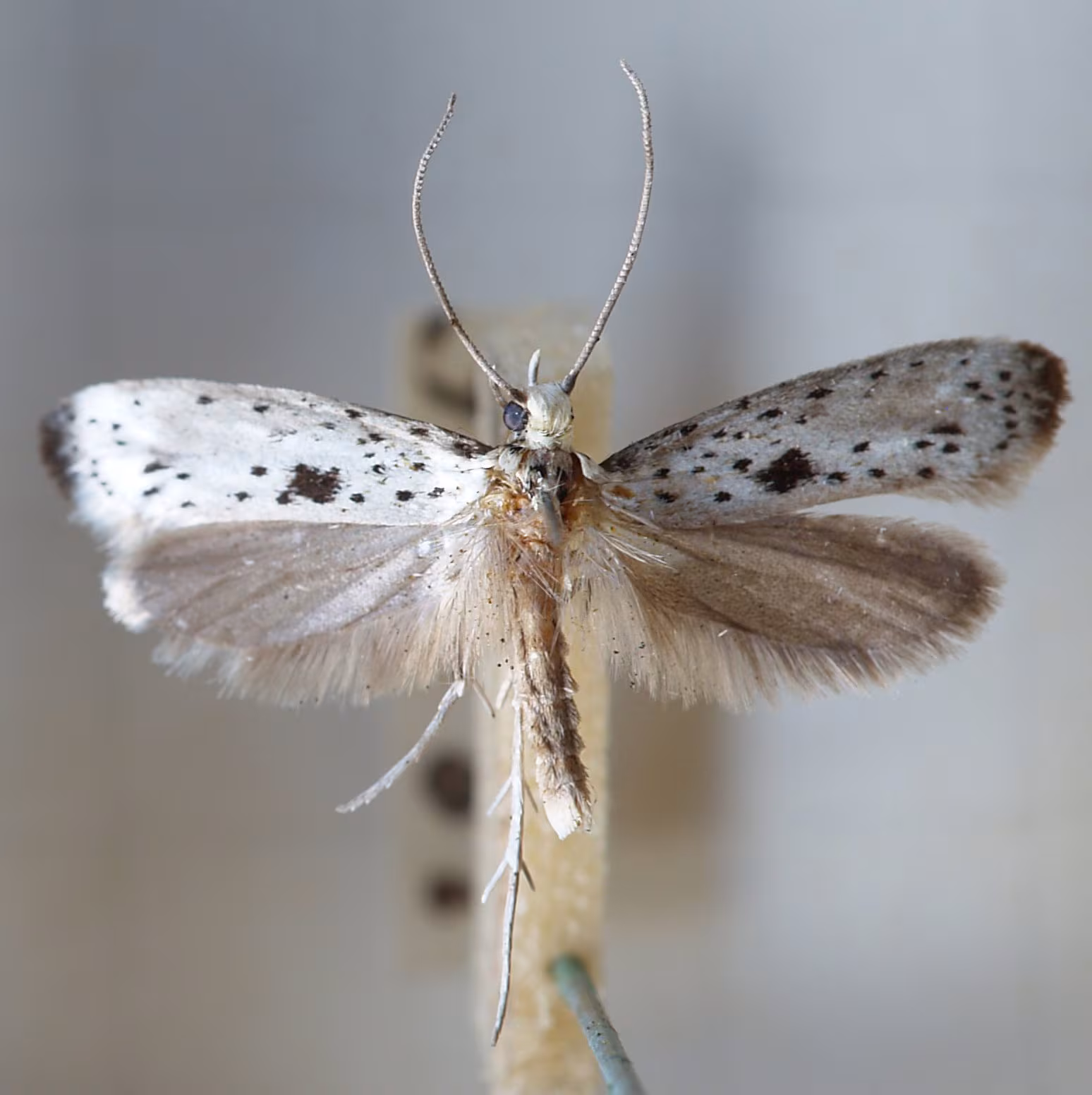 Yponomeuta plumbella
