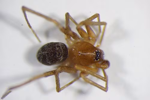 Zodarion rubidum