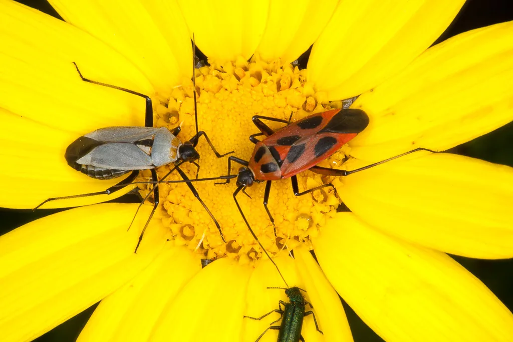 Calocoris nemoralis