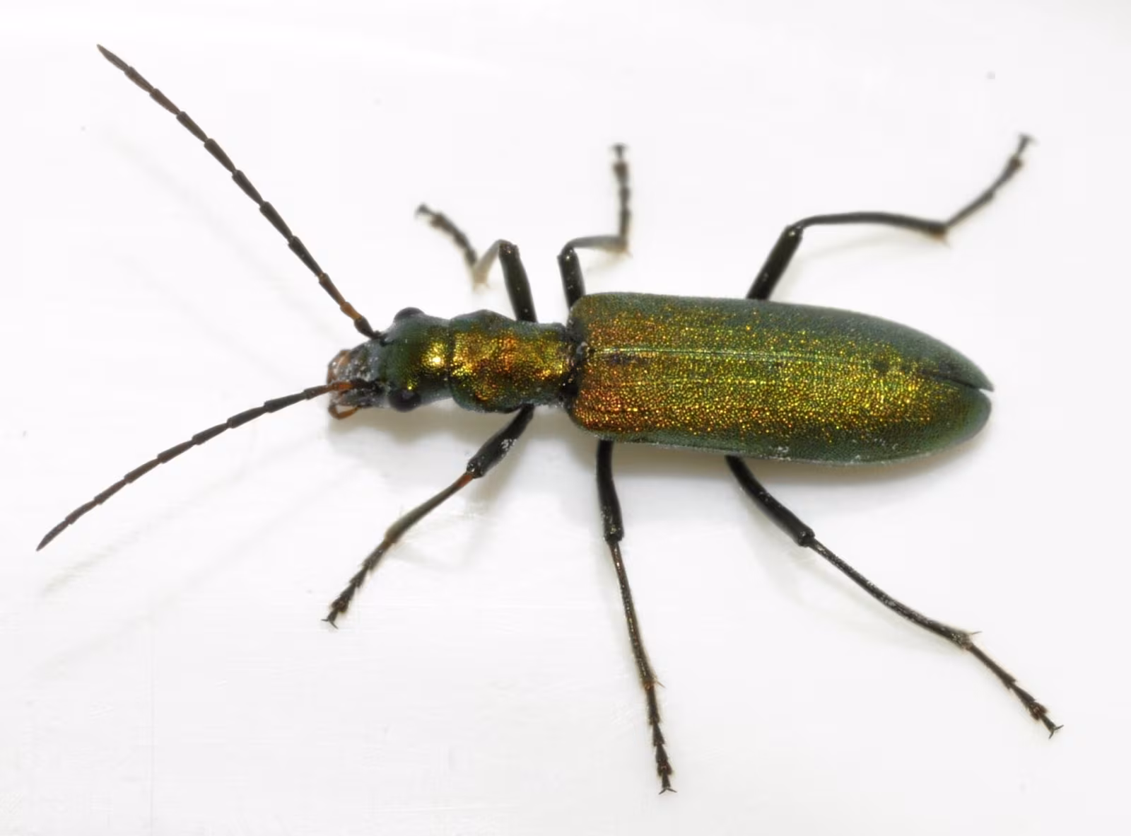 Chrysanthia viridissima