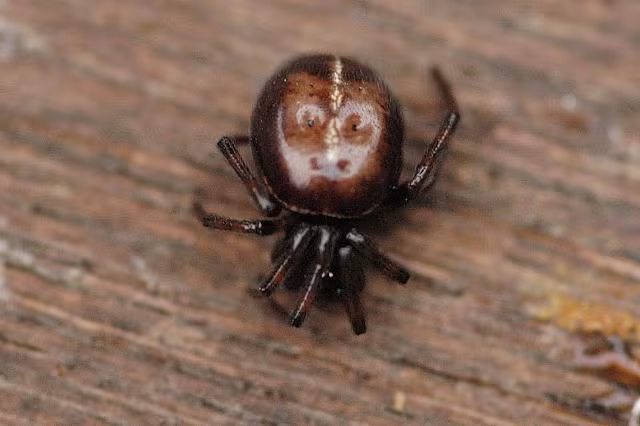 Steatoda punteggiata