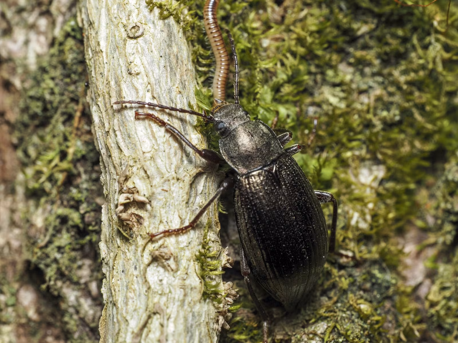 Stenomax aeneus