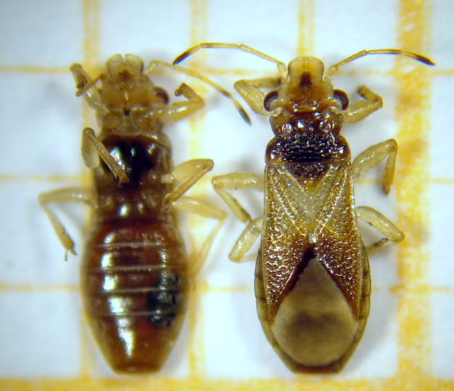 Thaumastocoris peregrinus