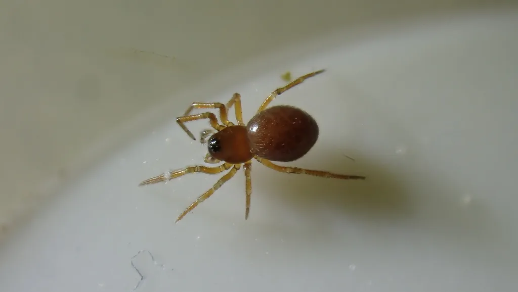 Microctenonyx subitaneus