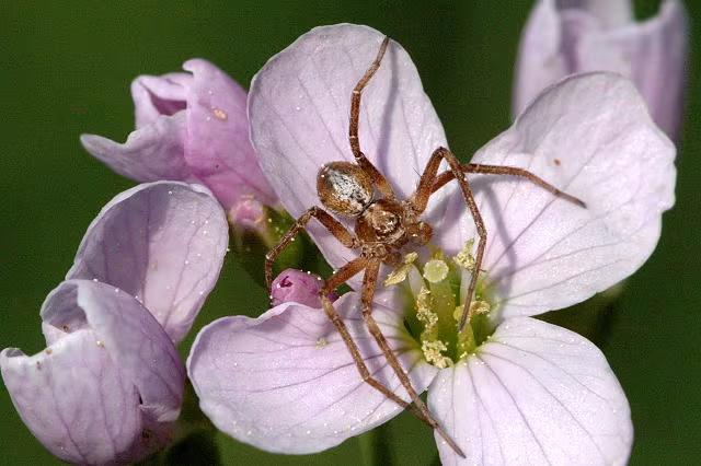 Philodromus aureolus