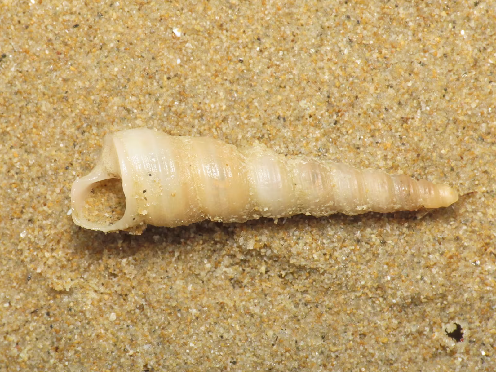 Common Tower Shell