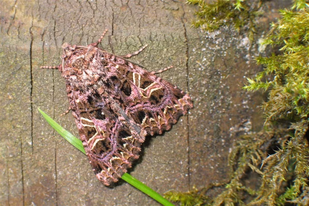 Sideridis rivularis