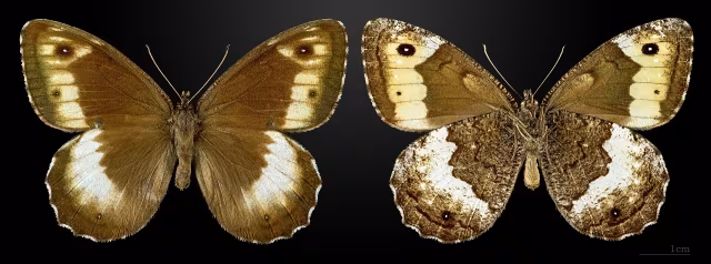 Hipparchia alcyone