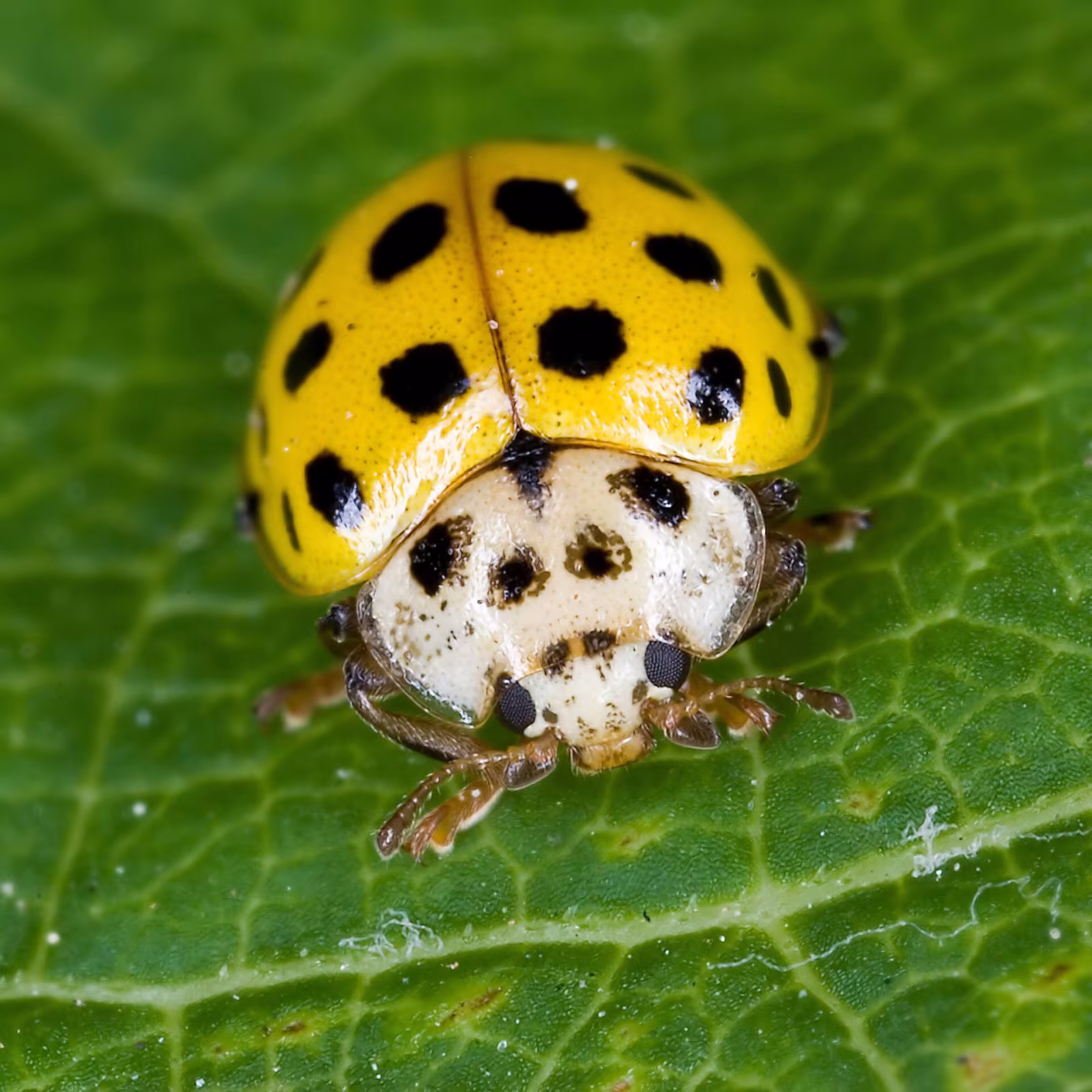 Coccinella gialla