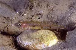 Four-spotted Goby
