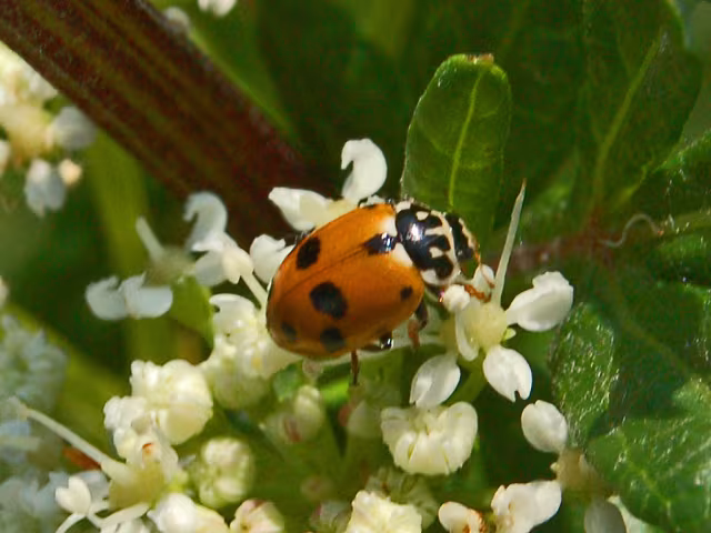 Coccinella variegata