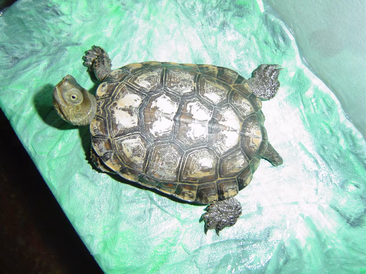 Testuggine palustre spagnola