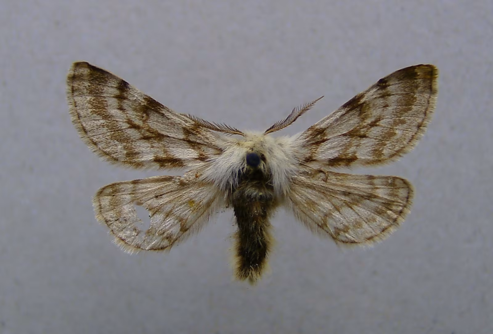 Lycia alpina