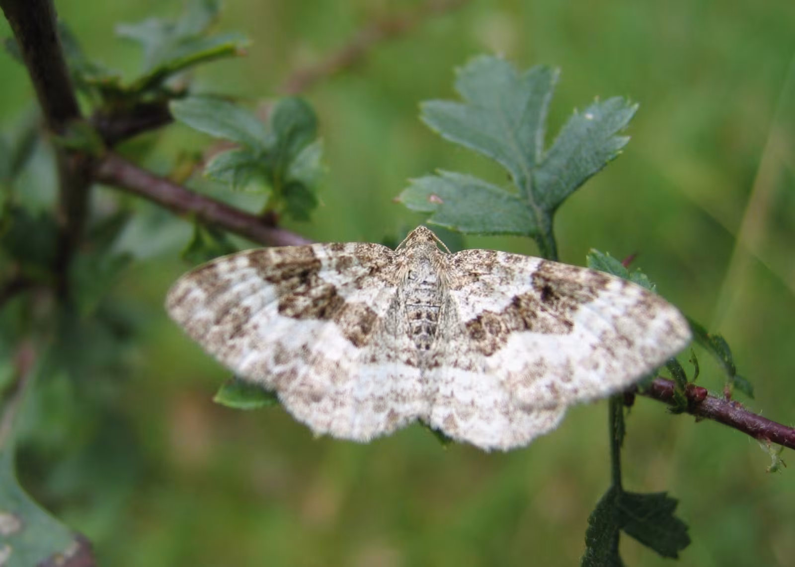 Epirrhoe alternata