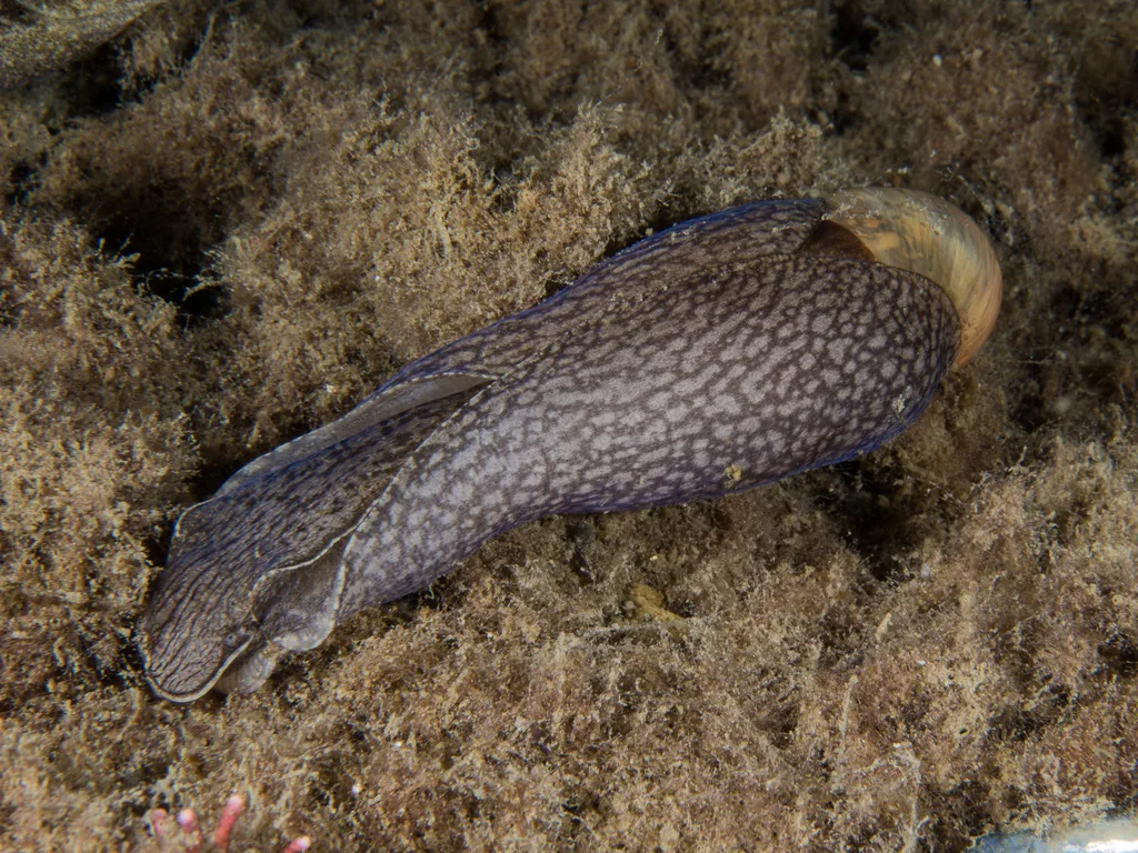 Thin Bubble-shell
