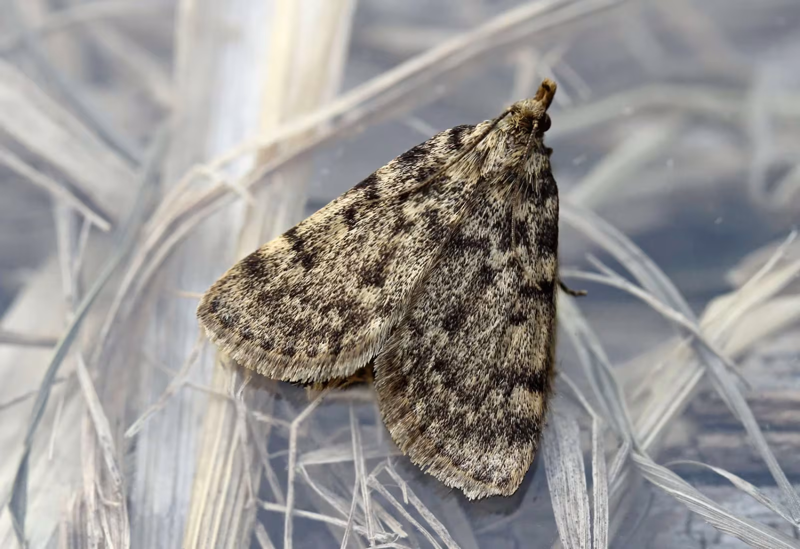 Aglossa pinguinalis