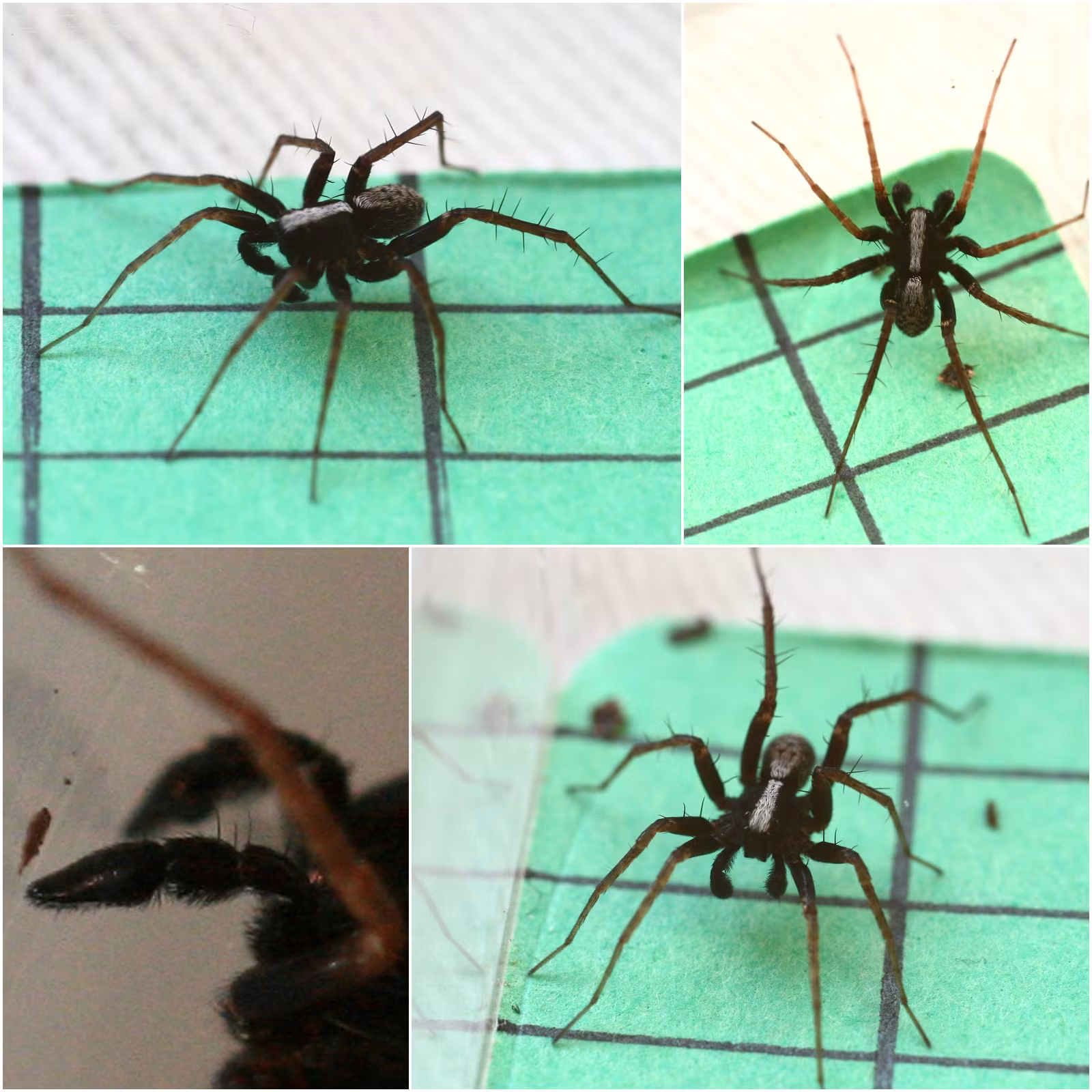 Pardosa saltans