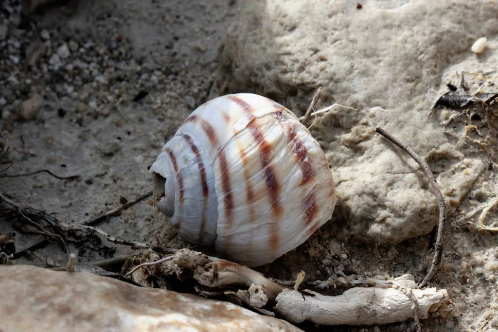 Helix pomatella