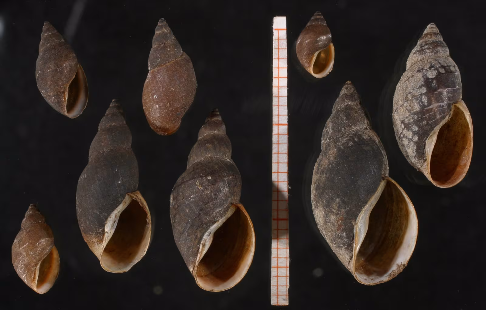 Stagnicola fuscus